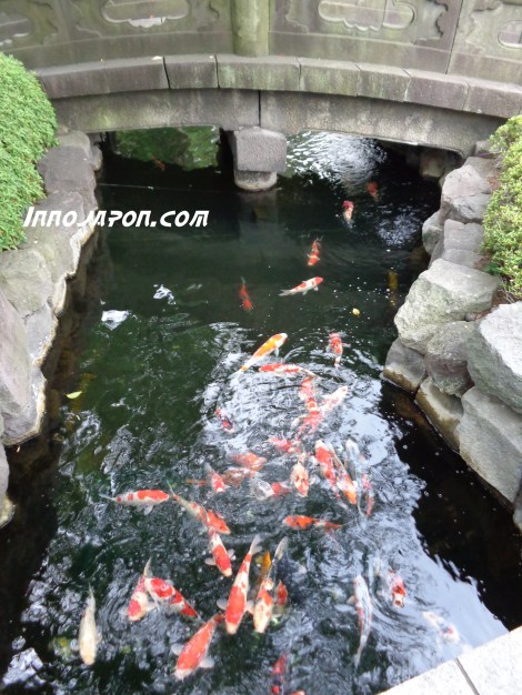 Carpes Koi