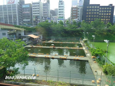 Pisciculture Akihabara