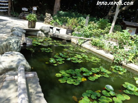 Un petit bassin avec des poissons rouges