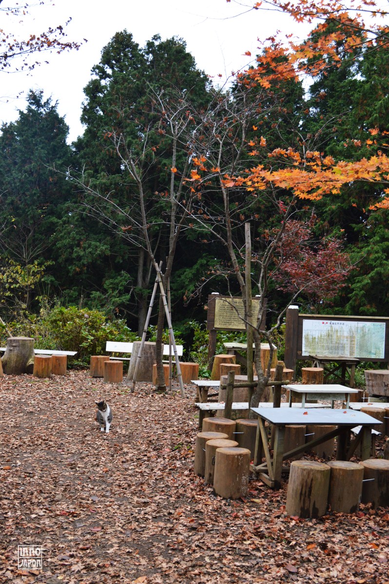 Les chats aussi aiment le Mont Shiroyama !