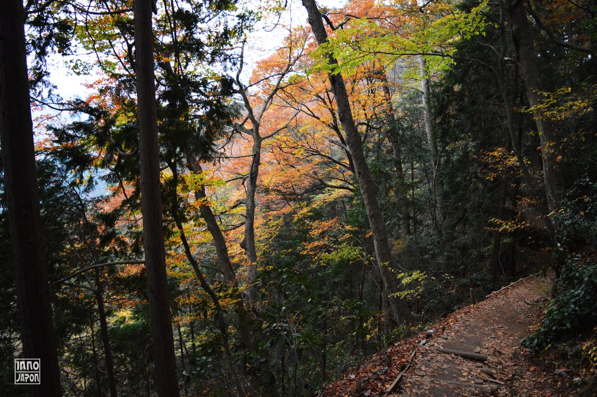 Une photo du chemin numéro 4 - Mont Takao