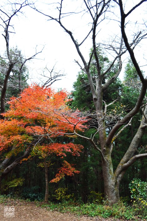 Un momiji au pied d'un vieil arbre.